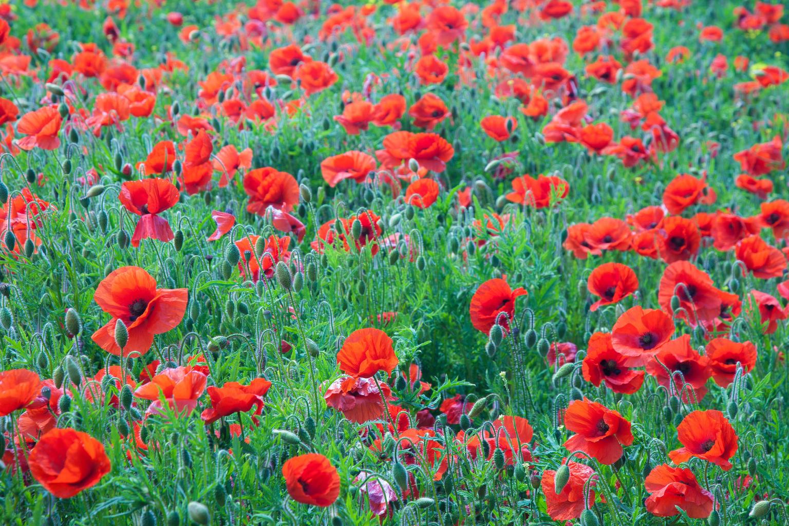 poppies near thixendale, yorkshire dales - David Speight Photography